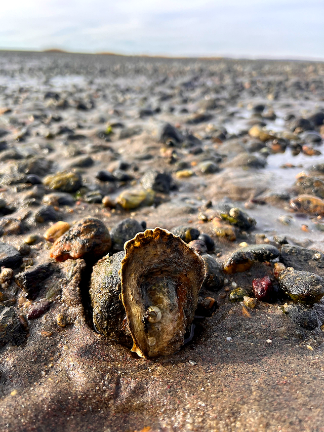 An oyster shell resting on the sandy shore of Great Island, surrounded by pebbles and tidal waters